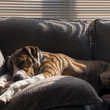 Entry image for Ruger (fka: Wrigley)