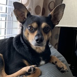 Entry image for Taco