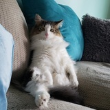 Entry image for Weston