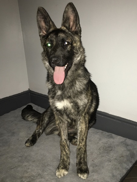 Entry image for Lulu. Clicking this image will show a larger photo