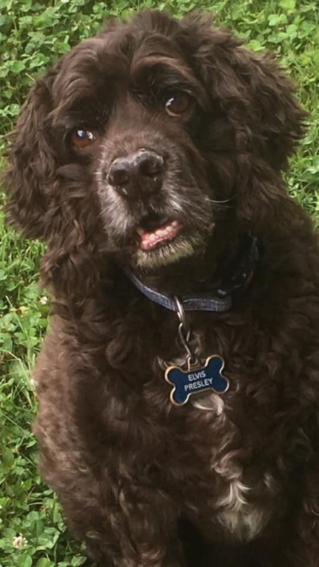 Entry image for Elvis Presley. Clicking this image will show a larger photo