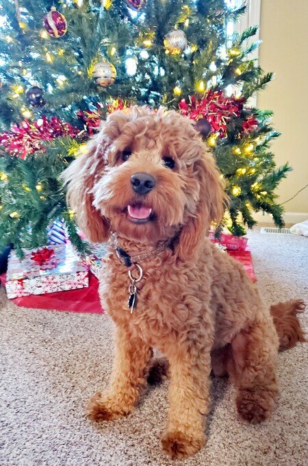 Entry image for Tucker. Clicking this image will show a larger photo