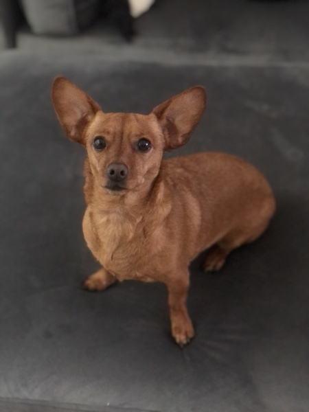 Entry image for Piper. Clicking this image will show a larger photo