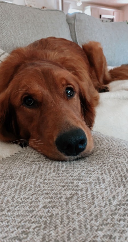 Entry image for Olive . Clicking this image will show a larger photo