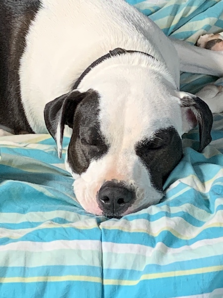 Entry image for Macey. Clicking this image will show a larger photo