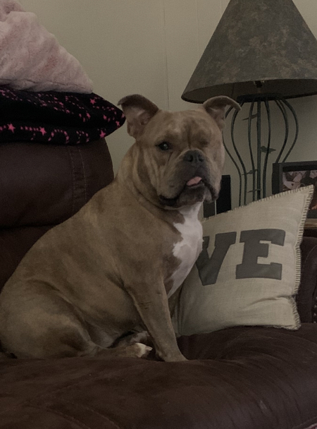 Entry image for Stella. Clicking this image will show a larger photo