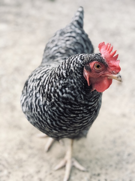 Entry image for Estelle. Clicking this image will show a larger photo