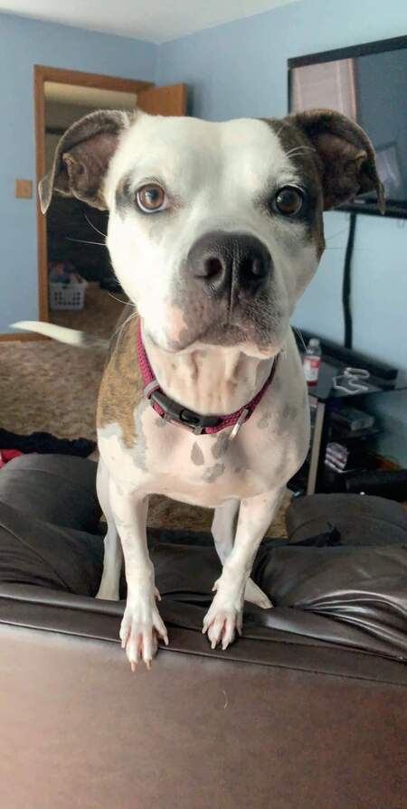 Entry image for Josie. Clicking this image will show a larger photo