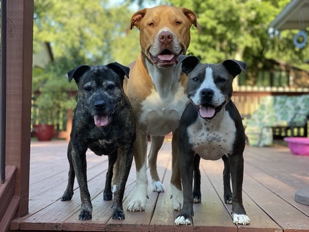 Entry image for Bailey, Wrigley and Roxy. Clicking this image will show a larger photo