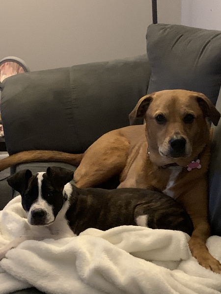 Entry image for Baxter and Jilly. Clicking this image will show a larger photo