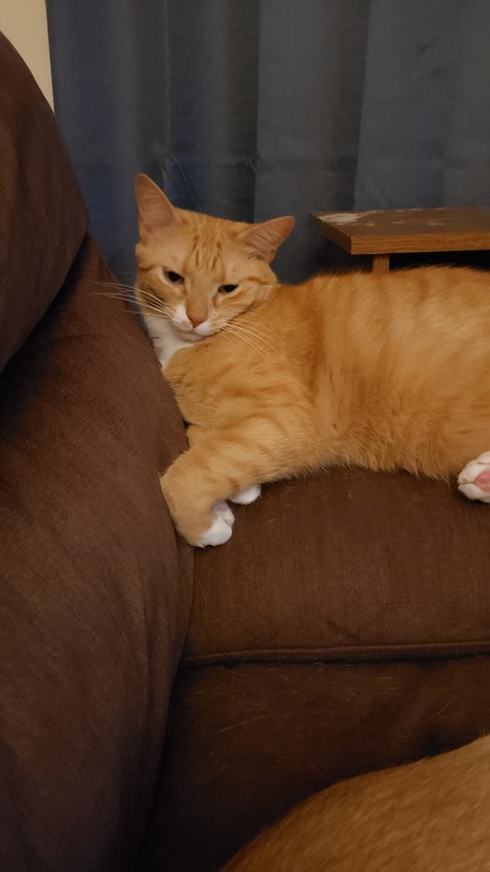 Entry image for Thor. Clicking this image will show a larger photo