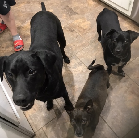 Entry image for Luke, Louis, and Fenway. Clicking this image will show a larger photo