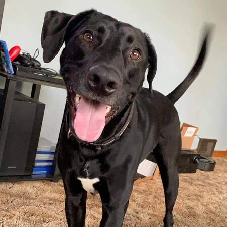 Entry image for Maxwell. Clicking this image will show a larger photo