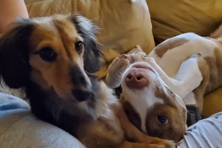 Entry image for Layla and Asher. Clicking this image will show a larger photo