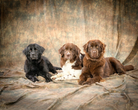 Entry image for Nessie, Chewie, Eevee. Clicking this image will show a larger photo