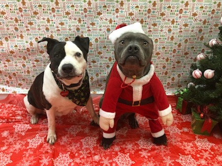 Entry image for Maddie & Blue. Clicking this image will show a larger photo