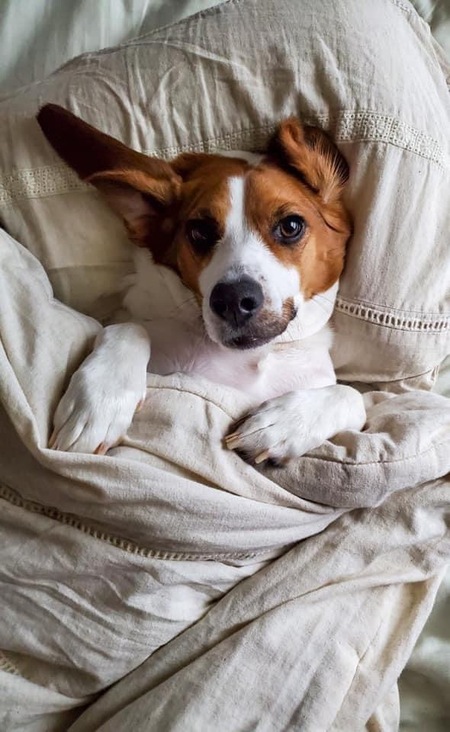 Entry image for Toby. Clicking this image will show a larger photo