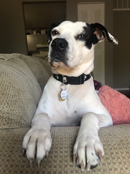 Entry image for Xander. Clicking this image will show a larger photo