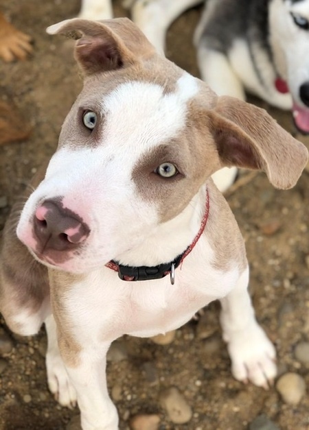 Entry image for Bodhi. Clicking this image will show a larger photo