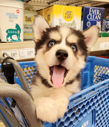 Entry image for Scarlett. Clicking this image will show a larger photo