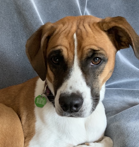 Entry image for Maya Bella . Clicking this image will show a larger photo