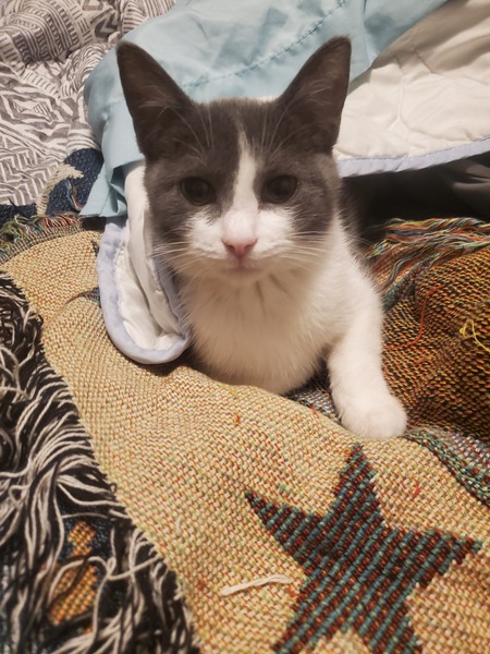 Entry image for Sofie . Clicking this image will show a larger photo