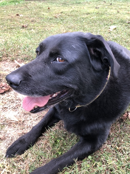 Entry image for Bella Rose. Clicking this image will show a larger photo