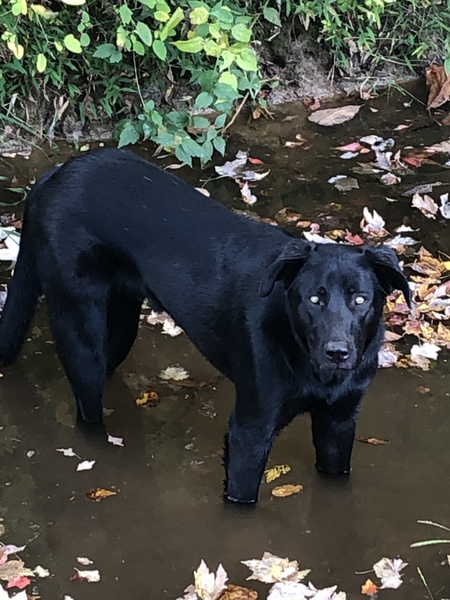 Entry image for Auggie Mack. Clicking this image will show a larger photo