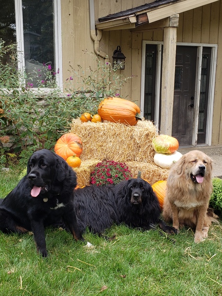 Entry image for Nyx, MikaZuki,Aries. Clicking this image will show a larger photo