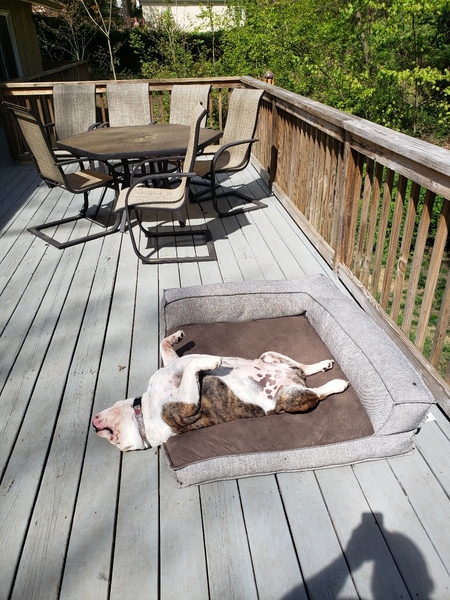 Entry image for Titus. Clicking this image will show a larger photo