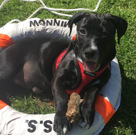 Entry image for Callie. Clicking this image will show a larger photo