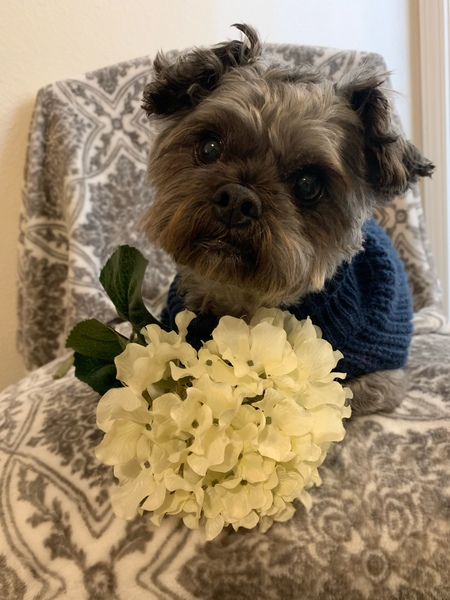 Entry image for Bella. Clicking this image will show a larger photo