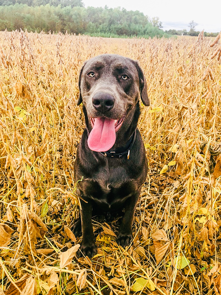 Entry image for Bruno. Clicking this image will show a larger photo