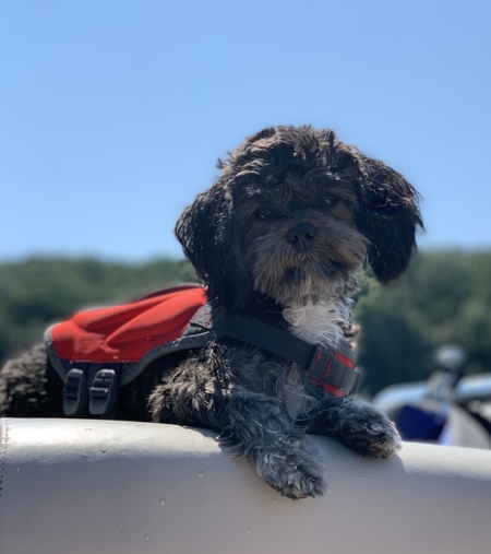 Entry image for Stella. Clicking this image will show a larger photo