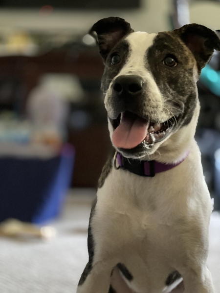 Entry image for Finley. Clicking this image will show a larger photo