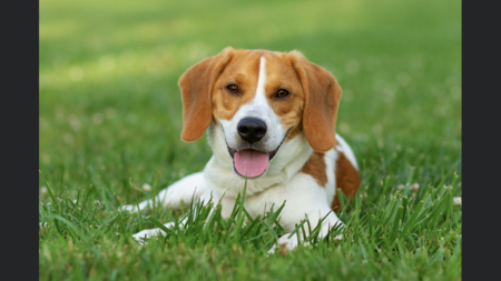 Entry image for Snoopy - aka:Fowler . Clicking this image will show a larger photo