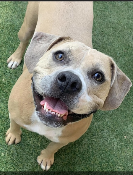 Entry image for Shelby. Clicking this image will show a larger photo