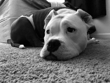 Entry image for Baylee. Clicking this image will show a larger photo