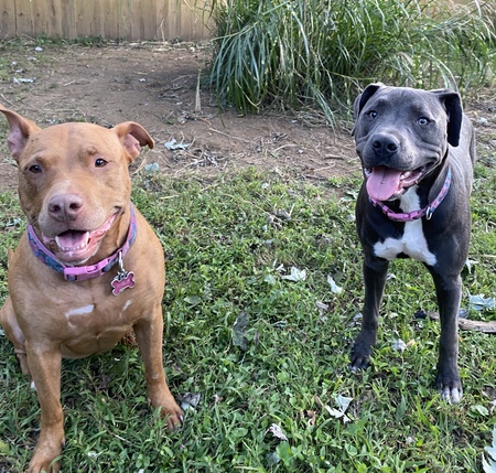 Entry image for Nala & Dori. Clicking this image will show a larger photo