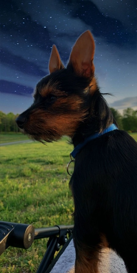 Entry image for Chase. Clicking this image will show a larger photo