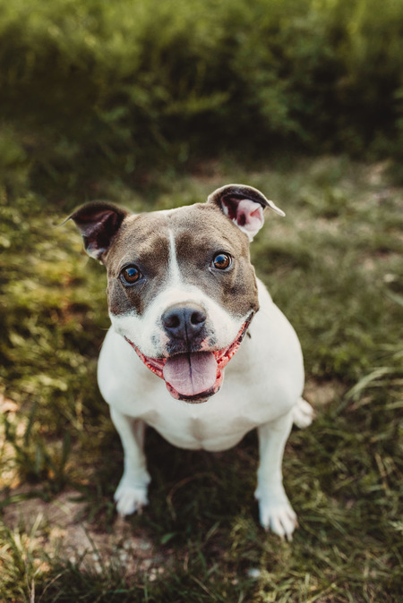 Entry image for Indy. Clicking this image will show a larger photo