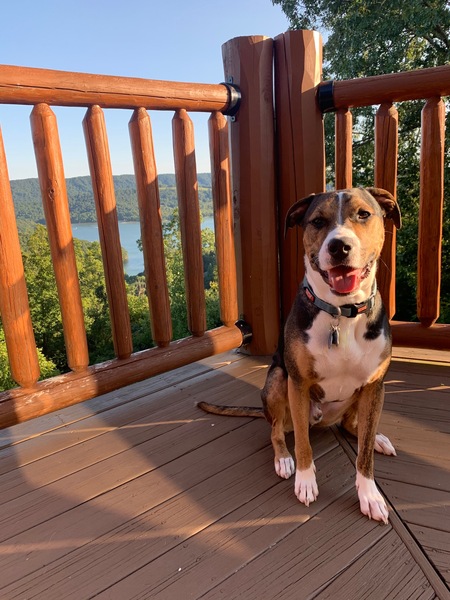 Entry image for Gryffin. Clicking this image will show a larger photo