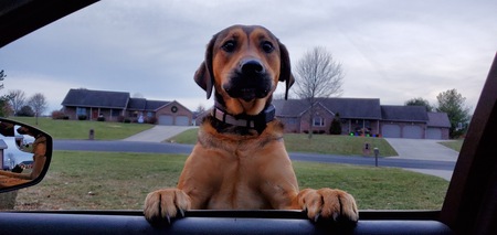 Entry image for Pepper. Clicking this image will show a larger photo