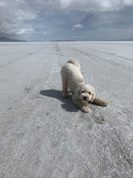 Entry image for Draper . Clicking this image will show a larger photo