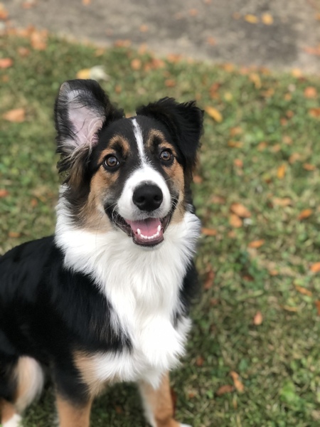 Entry image for Tucker. Clicking this image will show a larger photo