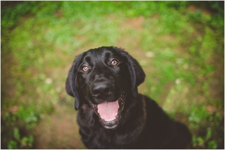 Entry image for Bear. Clicking this image will show a larger photo