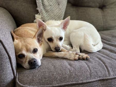 Entry image for Bruiser and Ari. Clicking this image will show a larger photo