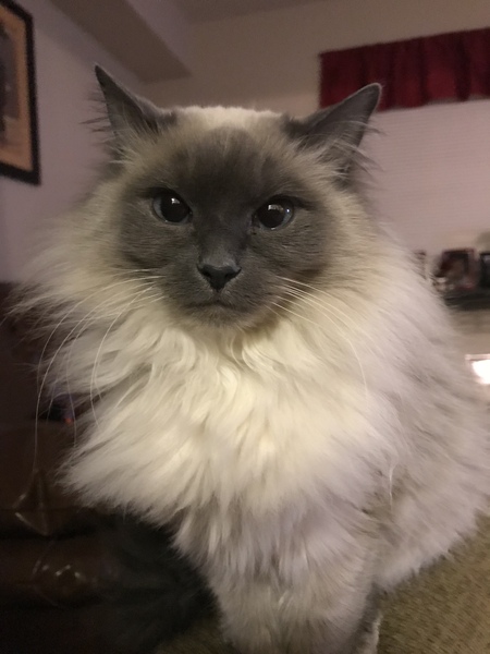 Entry image for Miss Kitty . Clicking this image will show a larger photo