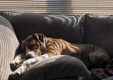 Entry image for Ruger (fka: Wrigley). Clicking this image will show a larger photo