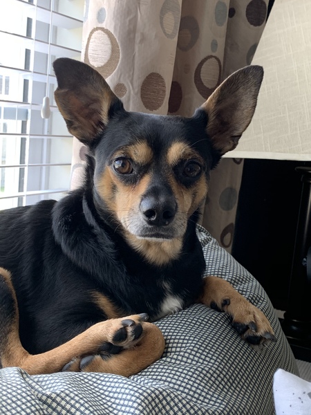 Entry image for Taco. Clicking this image will show a larger photo